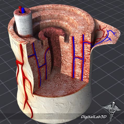 Human Bone Anatomy 3d Model