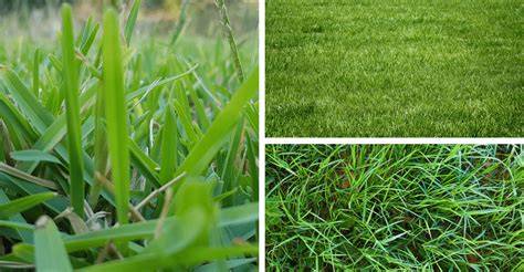 9 Best Grass For Sandy Soil (as Per Garden Experts) | GearTrench