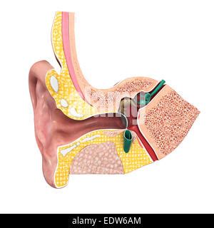 Anatomie Des Menschlichen Ohres Und Innere Ohrstruktur