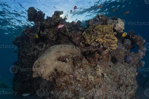 Coral reef and water plants in the Red Sea, Eilat Israel 3046642 Stock Photo at Vecteezy