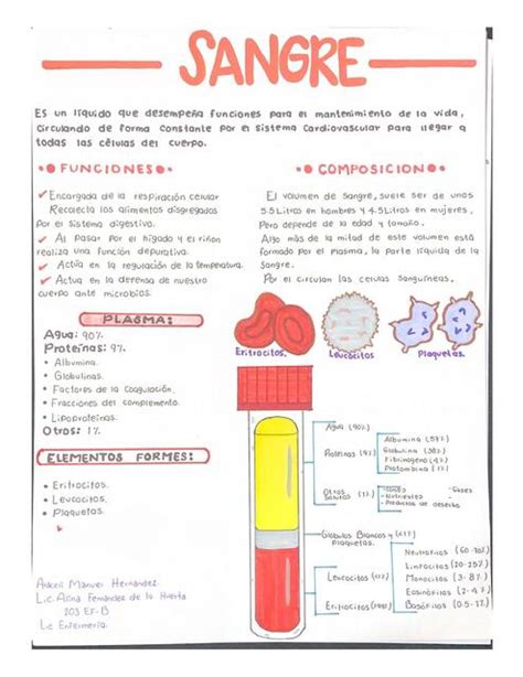 Composición De La Sangre Araceli Udocz