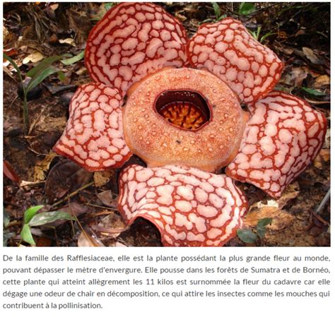 La Plus Grande Fleur Au Monde Rafflesia Arnoldii