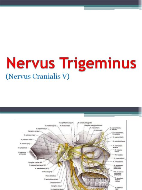 Nervus Trigeminus Pdf