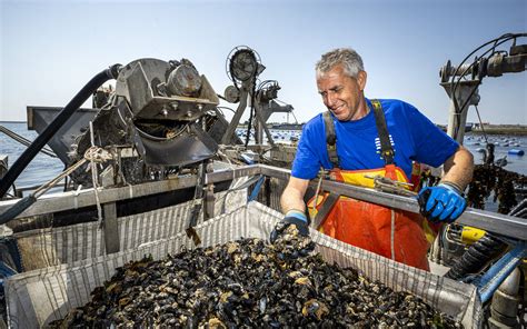 Persbericht Nieuwe Oogst Zeeuwse Hangcultuurmosselen Nu Overal