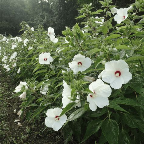 Hardy Hibiscus Organic Seeds – Hudson Valley Seed Company