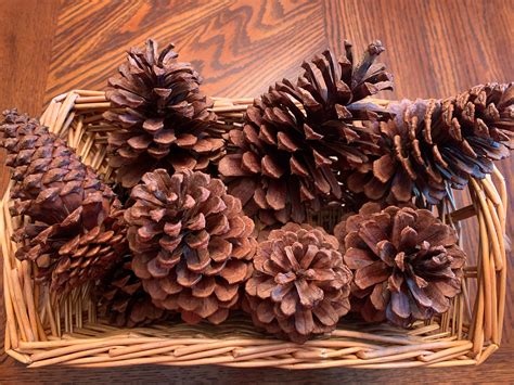 South Georgia Pine Cones Etsy