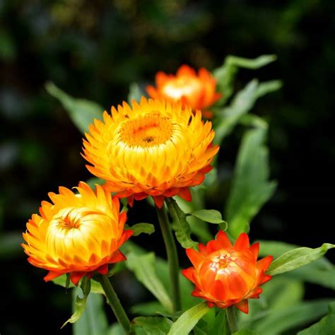 Everlasting Daisy Orange Seeds The Seed Collection