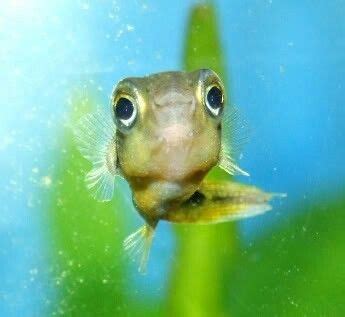 Freshwater Puffer Fish Poisonous - Ape Aquarium Fish