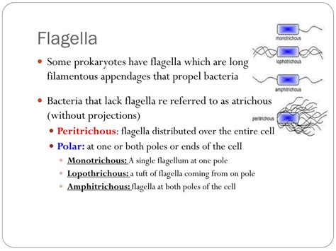 PPT - Prokaryotic Cells PowerPoint Presentation, free download - ID:2267280