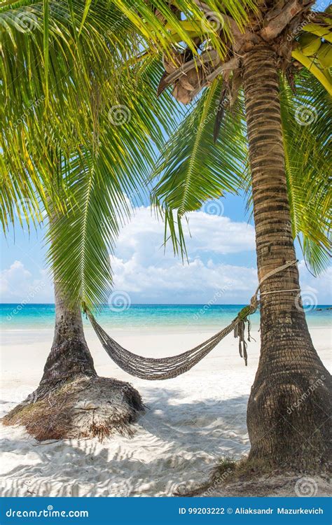 Empty Hammock Between Palm Trees On Tropical Beach Stock Photo Image