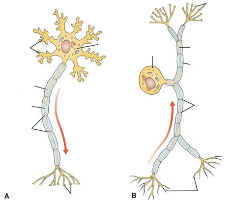 Typical Motor and Sensory Neurons Diagram | Quizlet