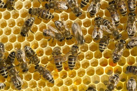 Bees Convert Nectar Into Honey Stock Image Image 59738753