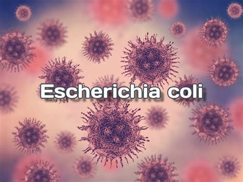 Escherichia Coli Bakterija Koja Izaziva Kontroverze U Svetu Mikrobiologije