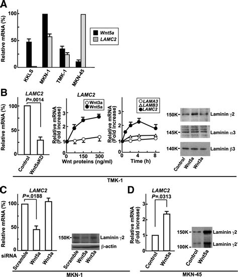 Laminin γ2 Mediates Wnt5a Induced Invasion Of Gastric Cancer Cells