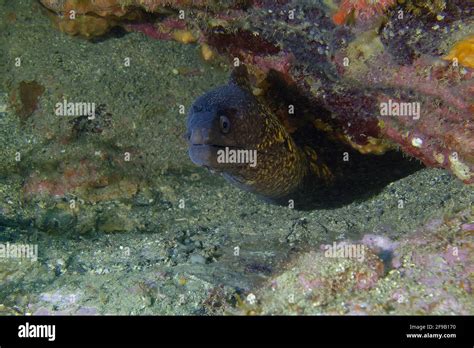 Common muraena hi-res stock photography and images - Alamy