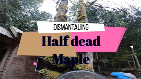 Dismantling A Half Dead Dying Maple Tree Here In The Pnw Youtube