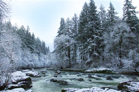 Winter Forest River Royalty Free Photo