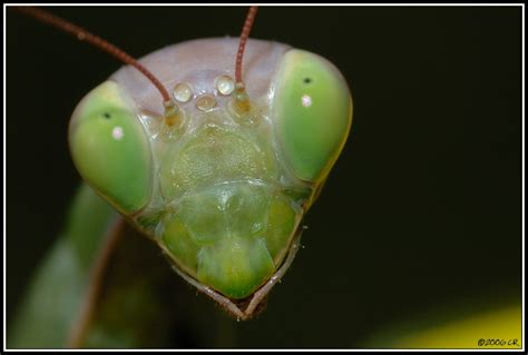 Mante religieuse - Mantis religiosa (Praying mantis - Fangschrecken ...