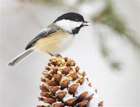 5 Foods You Should Feed Birds in the Winter - Birds and Blooms