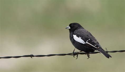 What Is The State Bird Of Colorado 11 Facts About Lark Bunting