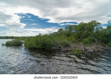 Mangrove Biome Often Called Mangrove Forest Stock Photo 2242523453 ...