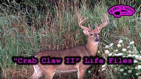 Deer Hunting Documentary Crab Claw Ii Incredible Whitetail Buck Youtube