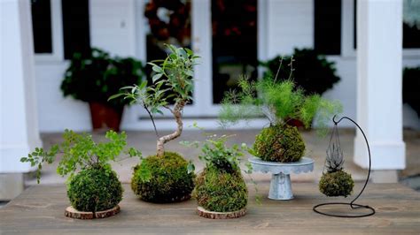 La Tendance Kokedama Variantes De R Alisation Et Raisons De L Adoper