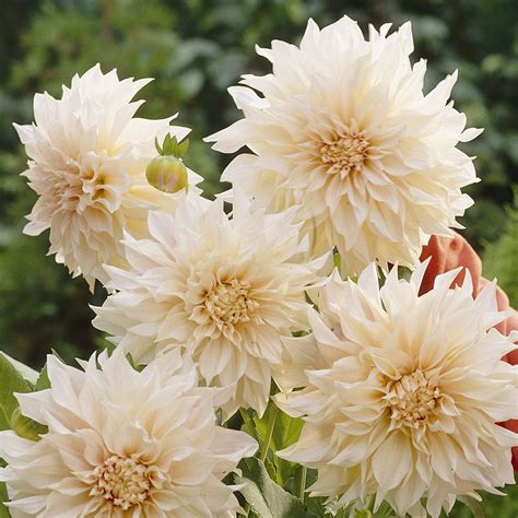 Dahlia Cafe Au Lait J Parker Dutch Bulbs Dahlia Magical Garden