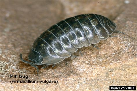 Pill Bug Armadillidium Vulgare