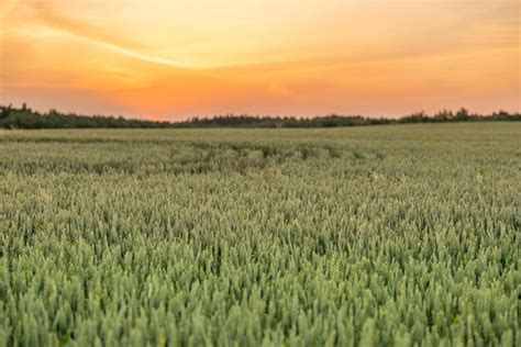 Premium Photo | Wheat field on sunset