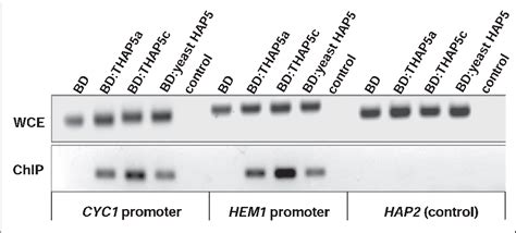 Figure 6 From The CCAAT Binding Factor Can Mediate Interactions Between