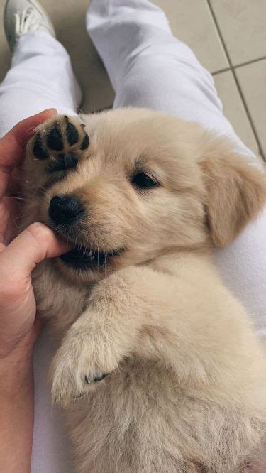 master  dogs behavior click   learn   cute