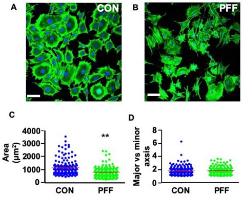 Effect Of 1 H Pff On The Spreading Of Mc3t3 E1 Osteoblasts A 2d