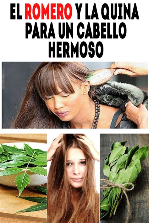 El Romero Y La Quina Para Un Cabello Hermoso Salud Caseros Remdios