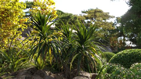 Pandanus Amaryllifolius Pandan Leaves Edible Pandan 3d Model 3dtree