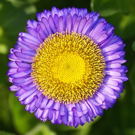 Seaside Daisy Erigeron Glaucus Most Of The Cultivars Of Flickr