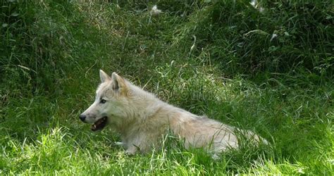 Arctic Wolf Canis Lupus Tundrarum Female Laying On Grass Stock Photo