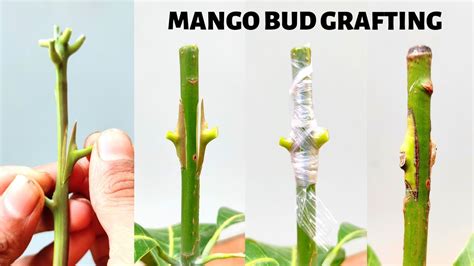 Mango Bud Grafting New Technique How To Graft Mango Graft Tree YouTube