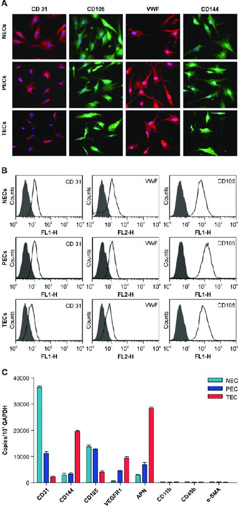 Expression of endothelial markers in normal and paratumorand... | Download Scientific Diagram