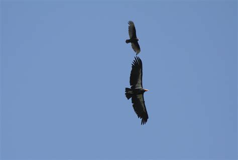 California Condor - Pinnacles National Park (U.S. National Park Service)