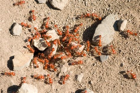 How To Get Rid Of Fire Ants Kill And Prevent Ants In Your Lawn And Home Lawn Phix