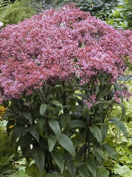 Sadziec Purpurowy Ruby Eupatorium Byliny Ogrodowe O S Florini Pl