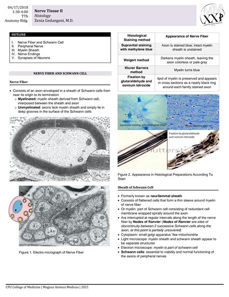 Solution Histology Nerve Tissue Part Notes Studypool