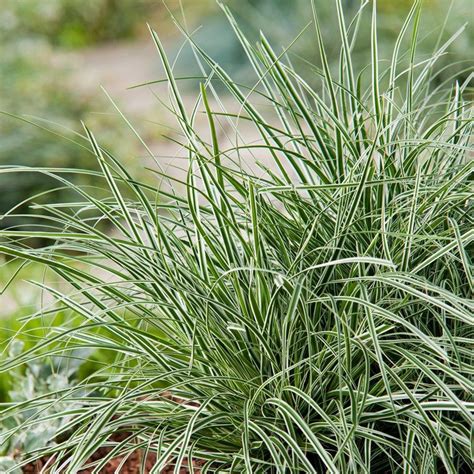 Carex Oshimensis Everest White Variegated Japanese Sedge Dobbies Garden Centres