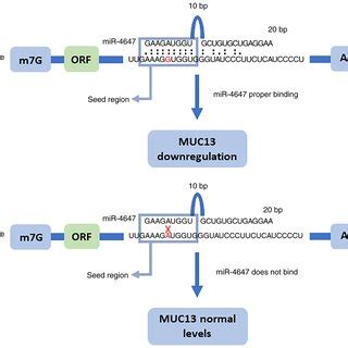 Graphical Representation Of In Silico Predicted Binding Microrna