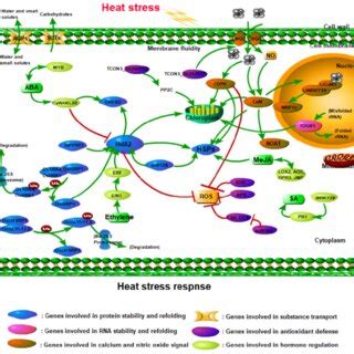 Gene Networks In Plant Heat Stress Response The Large Regulatory