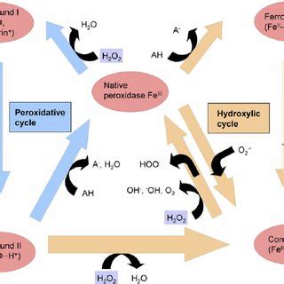 Pdf The Role Of Xylem Class Iii Peroxidases In Lignification