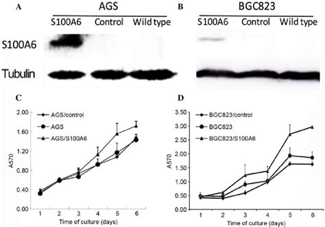 S100a6 Overexpression Increases The Proliferation In Ags And Bgc823