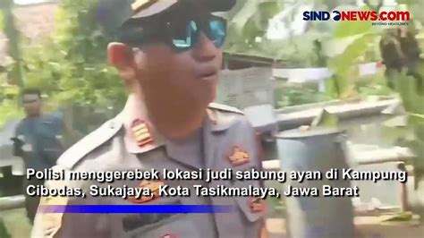 Lokasi Judi Sabung Ayam Digerebek Pelaku Nekat Lompat Ke Kolam Ikan