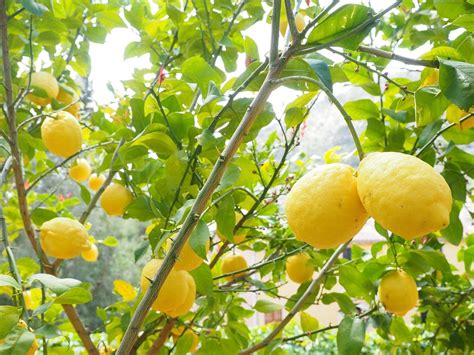 5 Tips For Successful Container Citrus Gardening In San Antonio